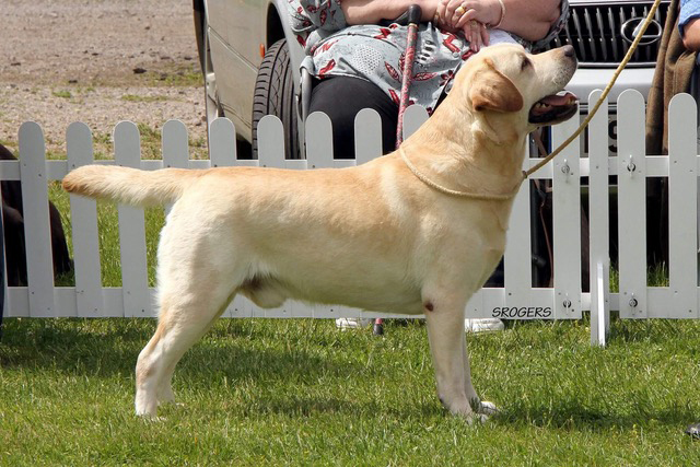 Labrador retriever Carpenny Made a Million