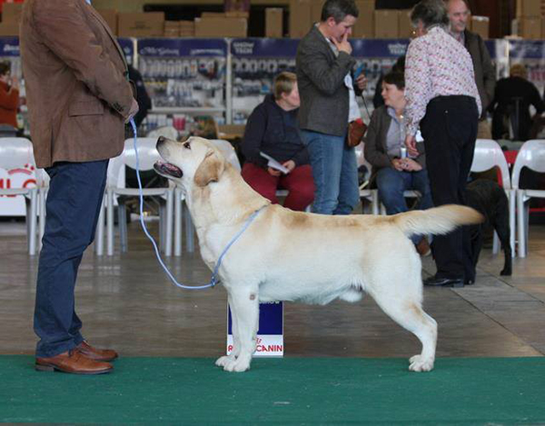 Labrador retriever ICh. MultiCh. Leonardo of Angel's Head