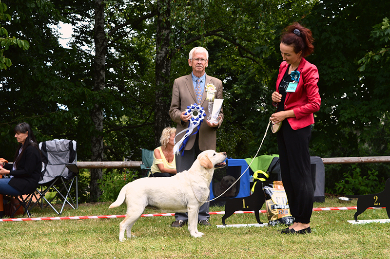 Labrador retriever Oxana Ex Duria