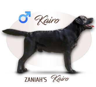 Labrador retriever Zaniah´s Kairo
