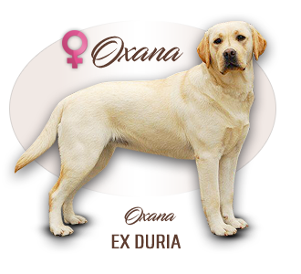 Labrador retriever OXANA Ex Duria